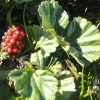 Gunnera magellanica - Abriachan Nurseries, The Garden On Loch Ness